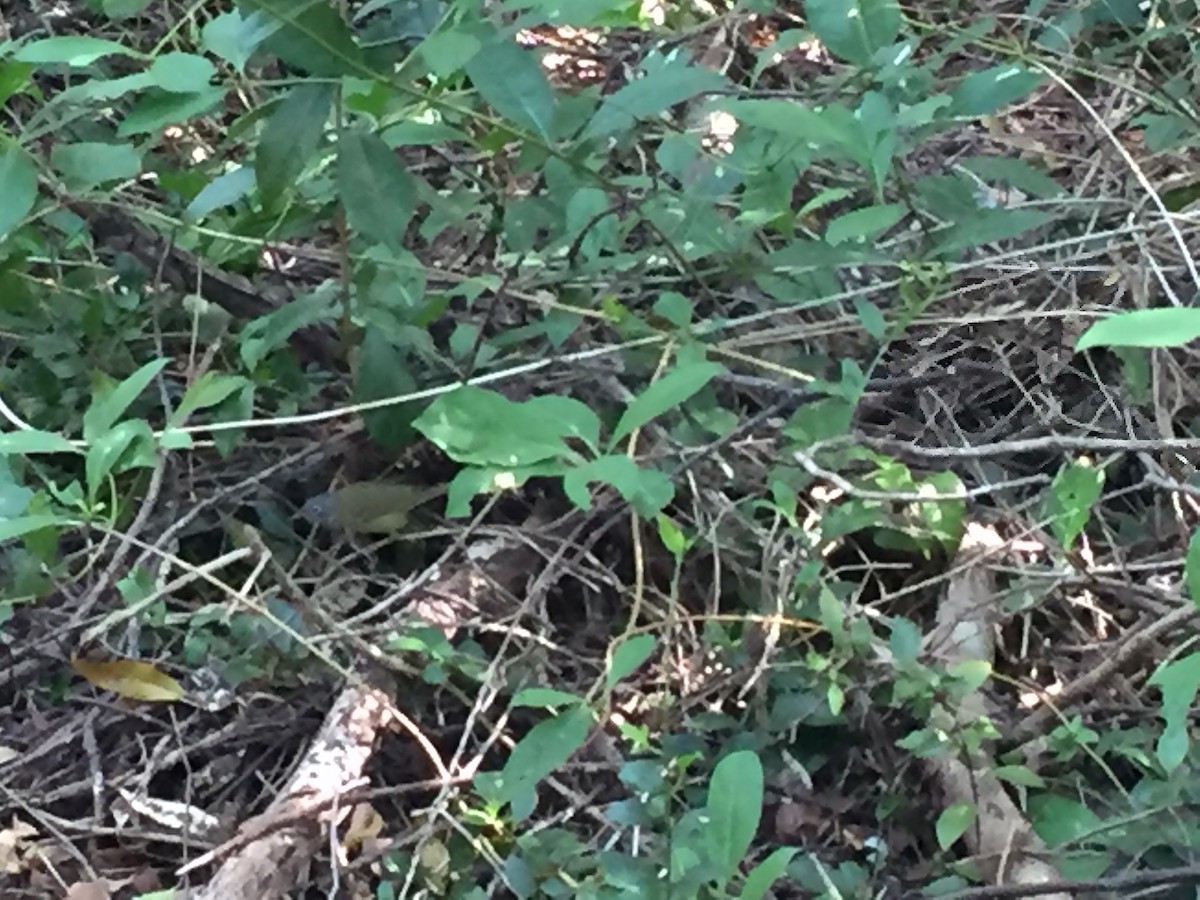 Connecticut Warbler - ML625151359