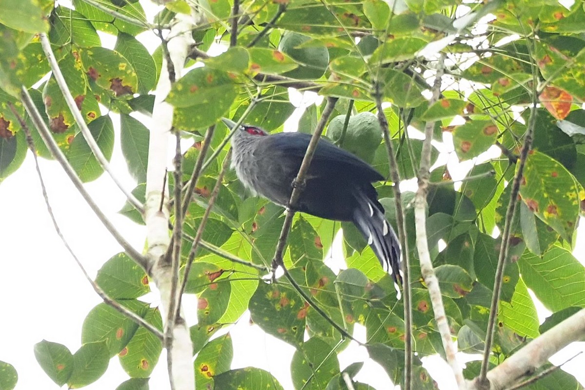 Black-bellied Malkoha - ML625151514