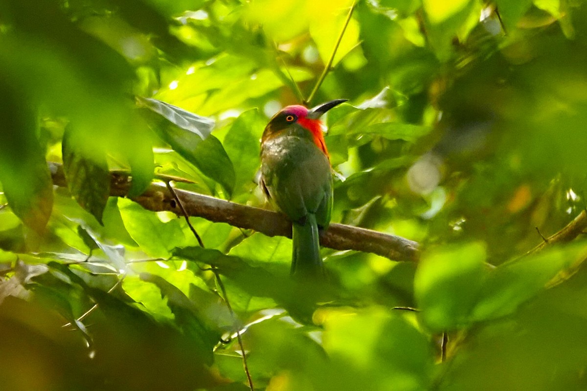 Red-bearded Bee-eater - ML625151535