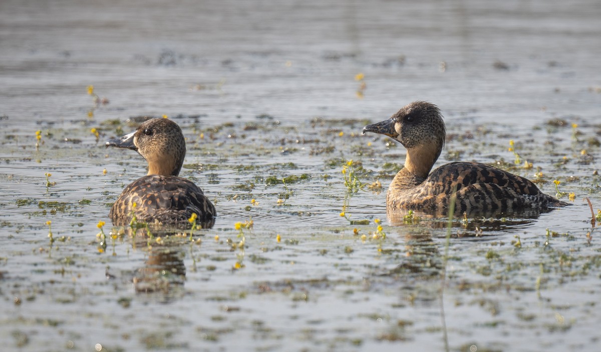 White-backed Duck - ML625151537