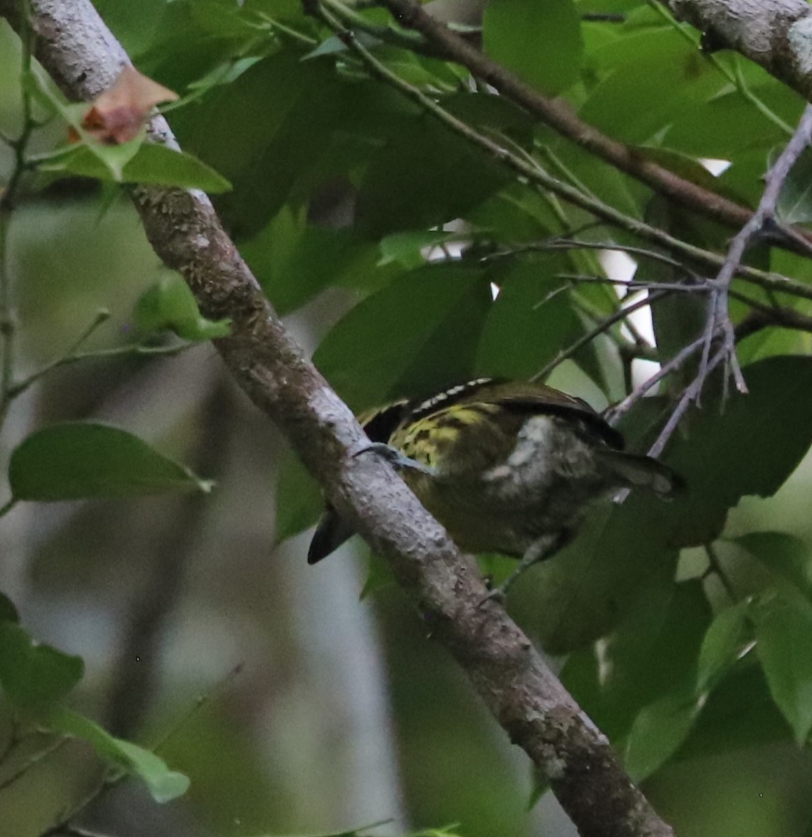 Gilded Barbet - ML625151541