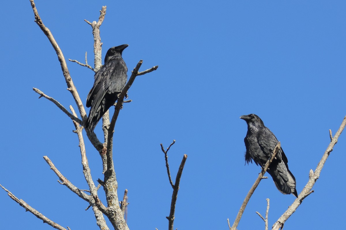 Common Raven - ML625151557