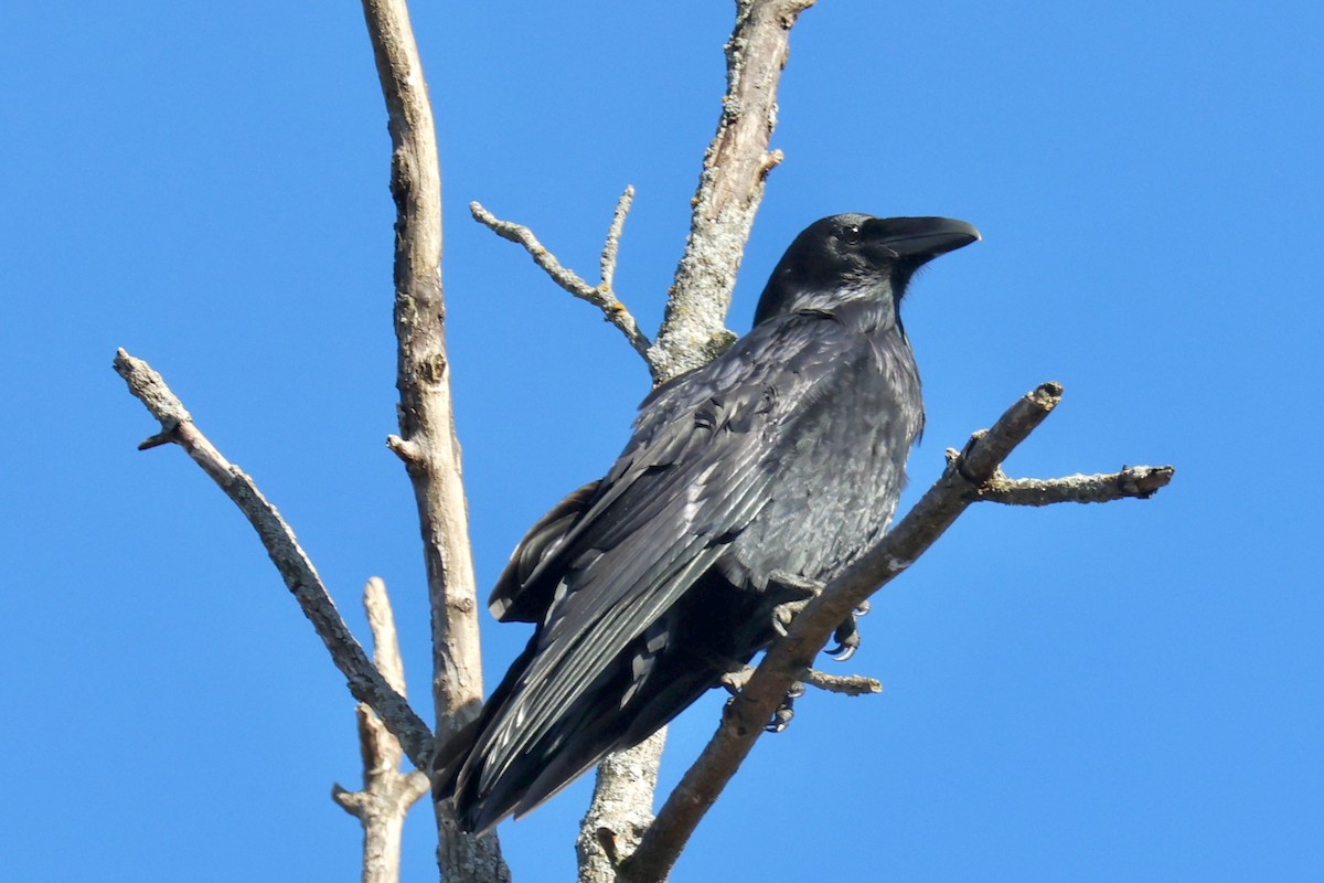 Common Raven - ML625151558