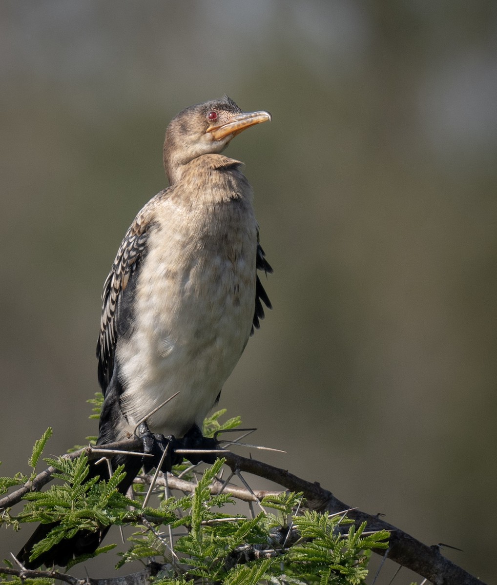 Reed Cormorant - ML625151560