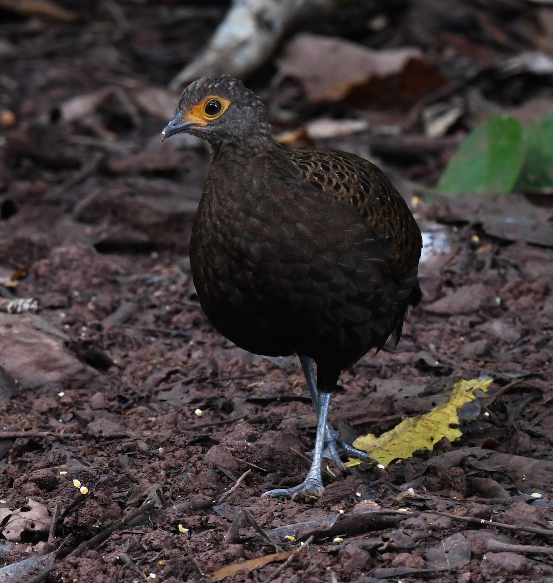 Bornean Peacock-Pheasant - ML625151615