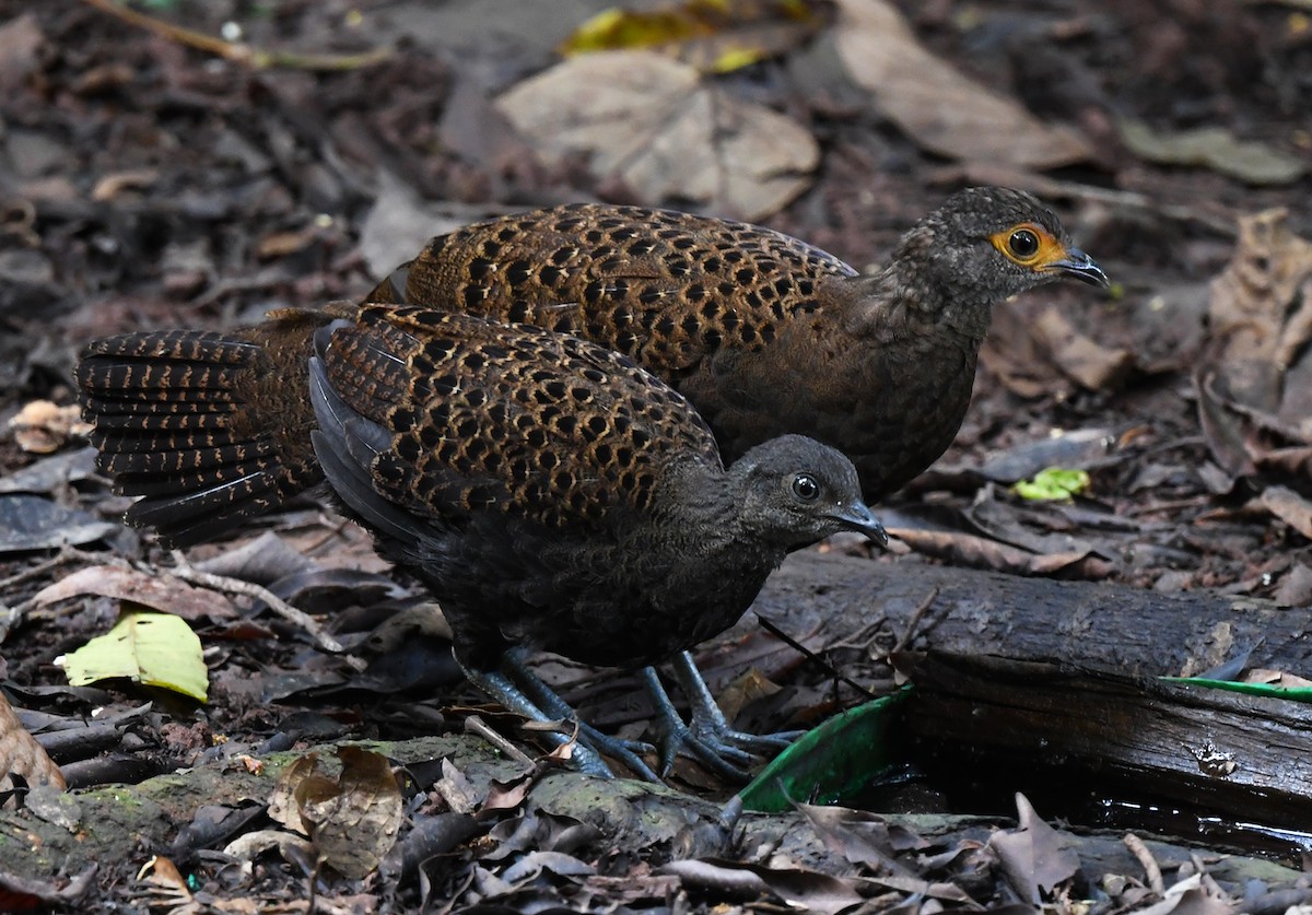 Bornean Peacock-Pheasant - ML625151616