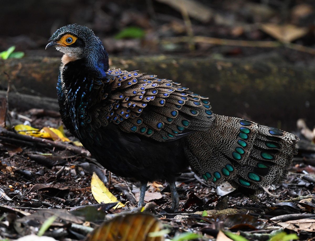 Bornean Peacock-Pheasant - ML625151617