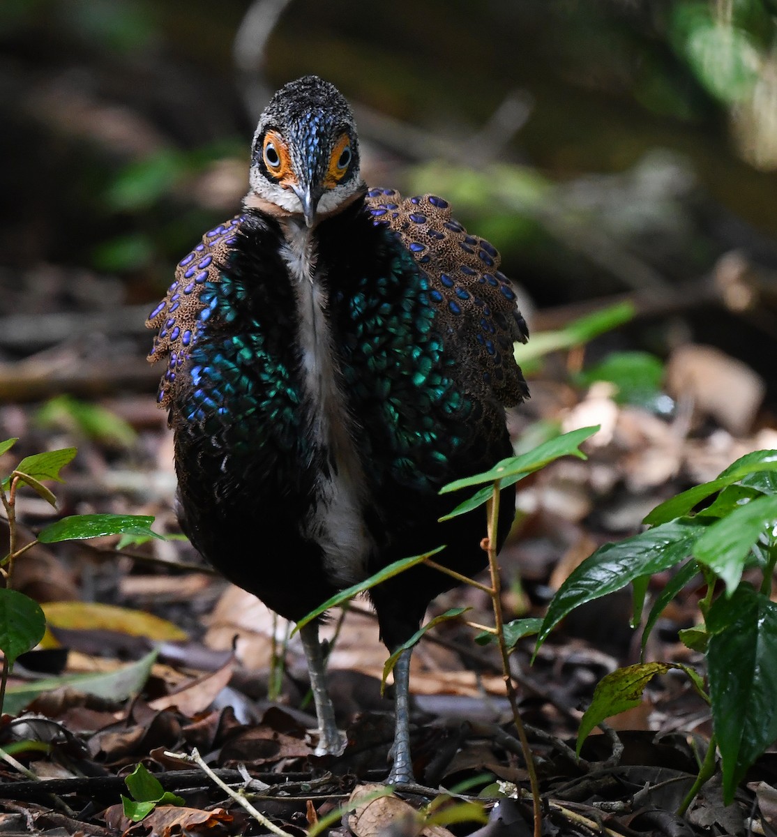 Bornean Peacock-Pheasant - ML625151618