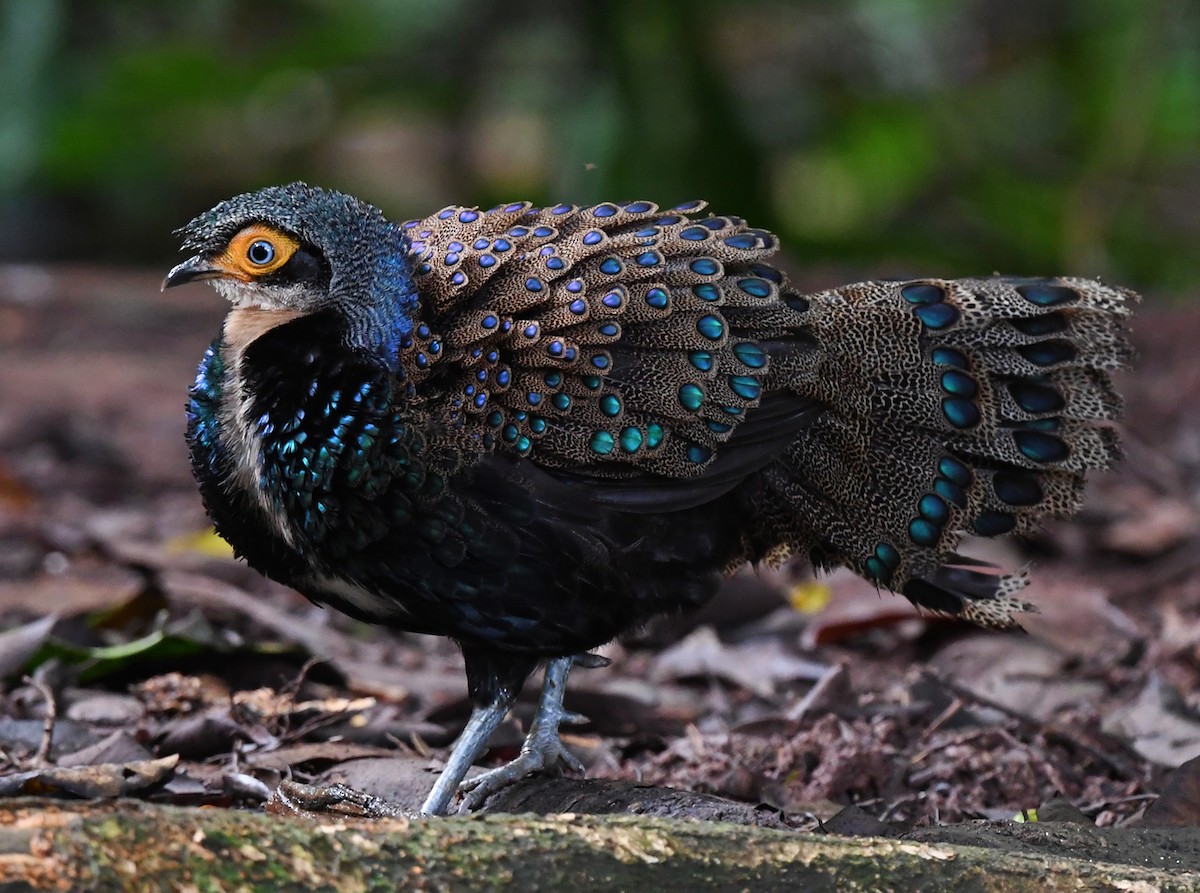 Bornean Peacock-Pheasant - ML625151619