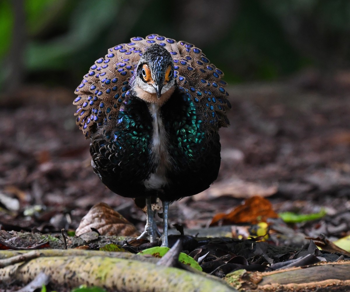 Bornean Peacock-Pheasant - ML625151620