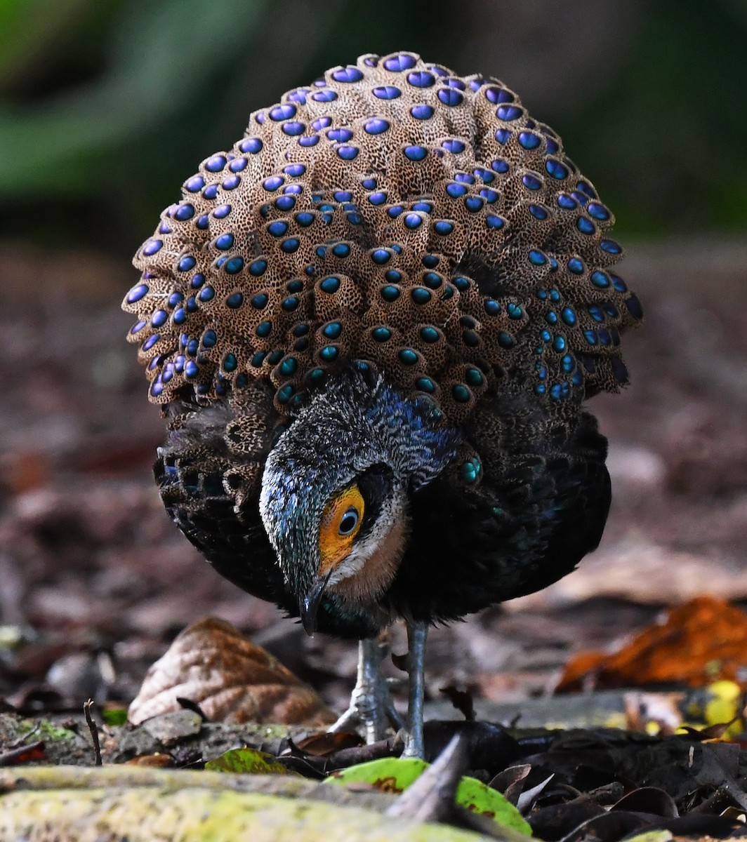 Bornean Peacock-Pheasant - ML625151621