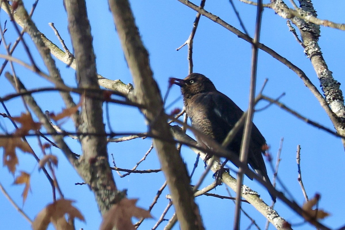Rusty Blackbird - ML625151622