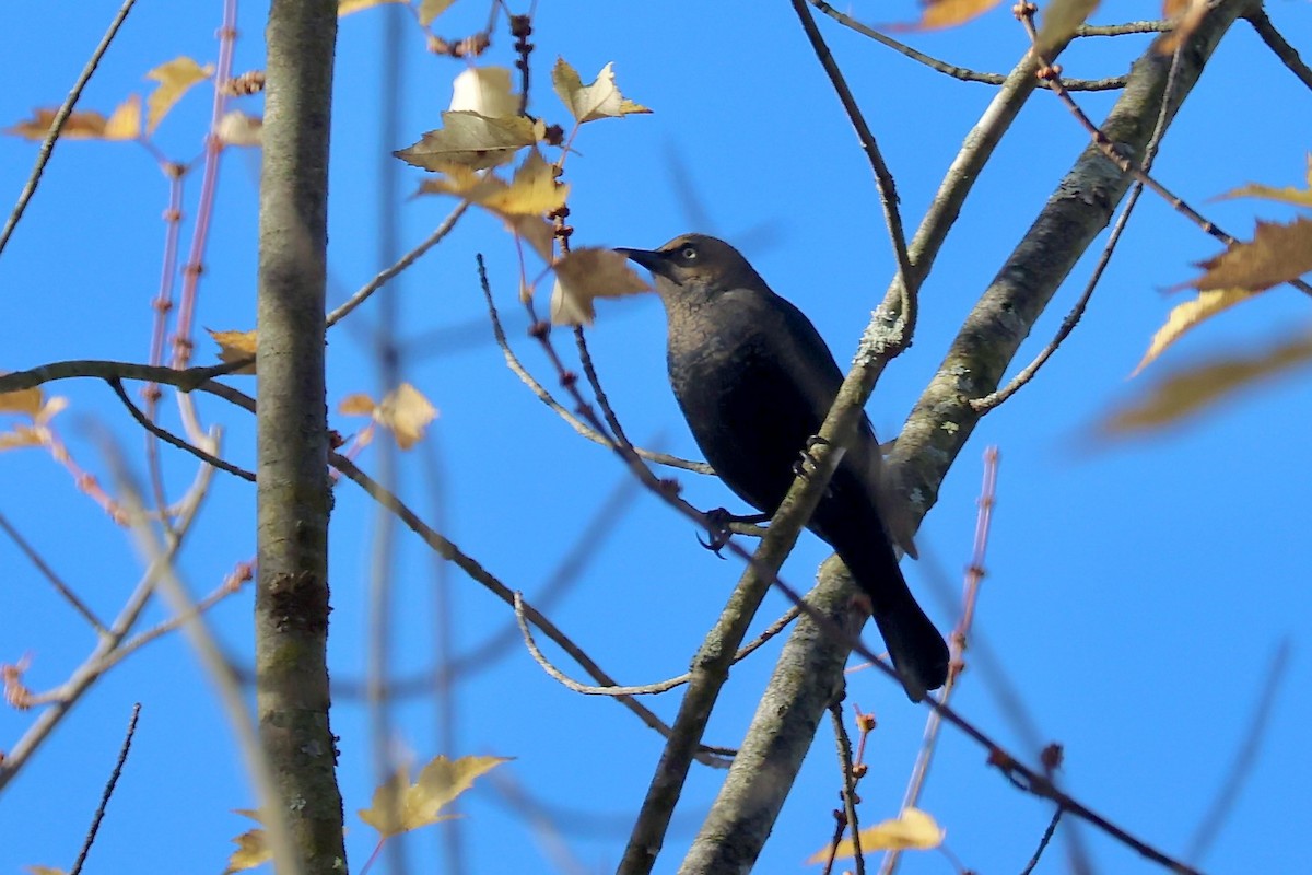 Rusty Blackbird - ML625151623