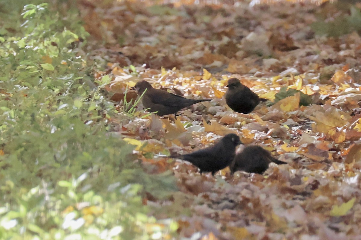 Rusty Blackbird - ML625151624