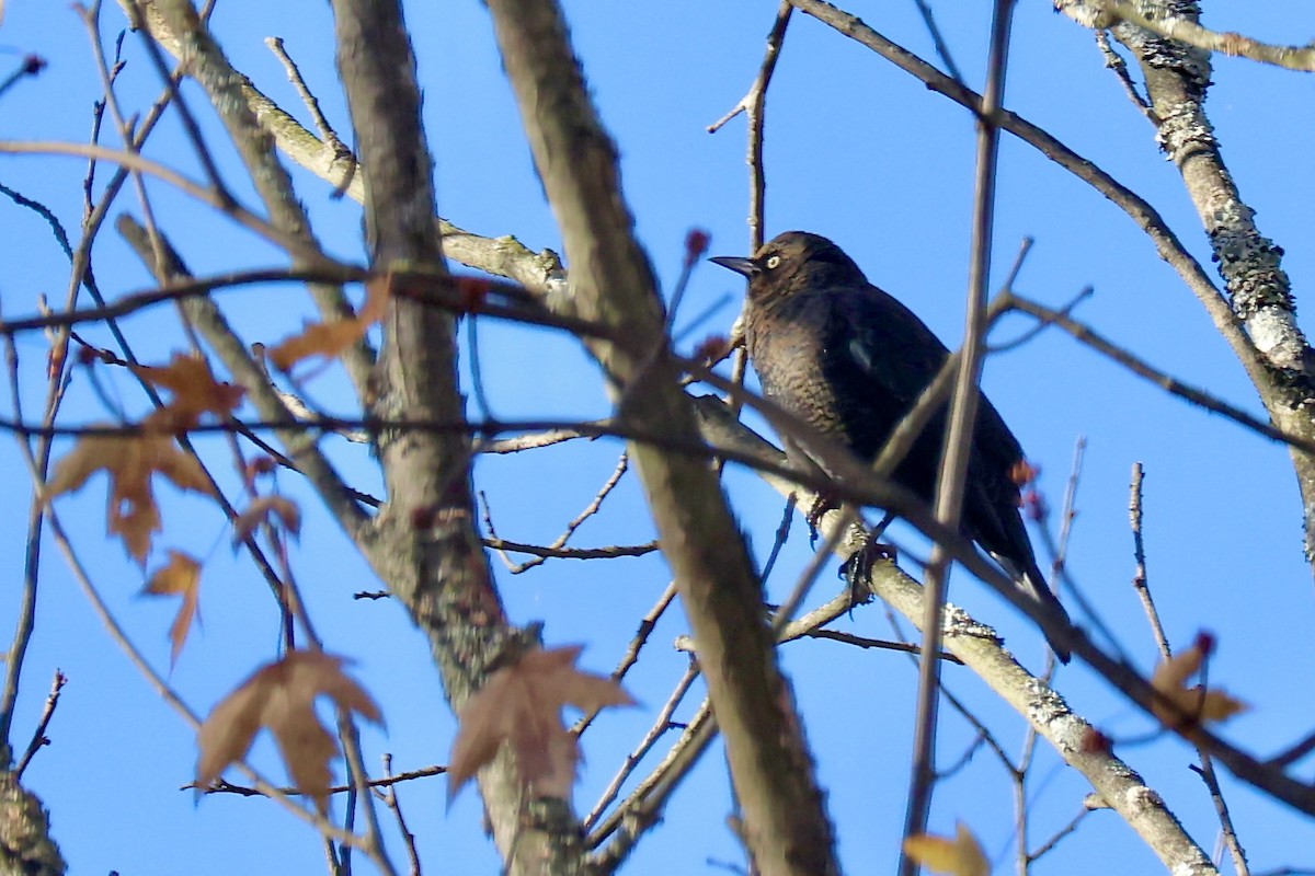 Rusty Blackbird - ML625151625