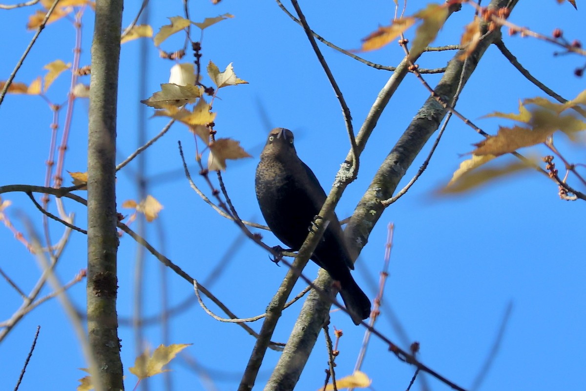 Rusty Blackbird - ML625151626