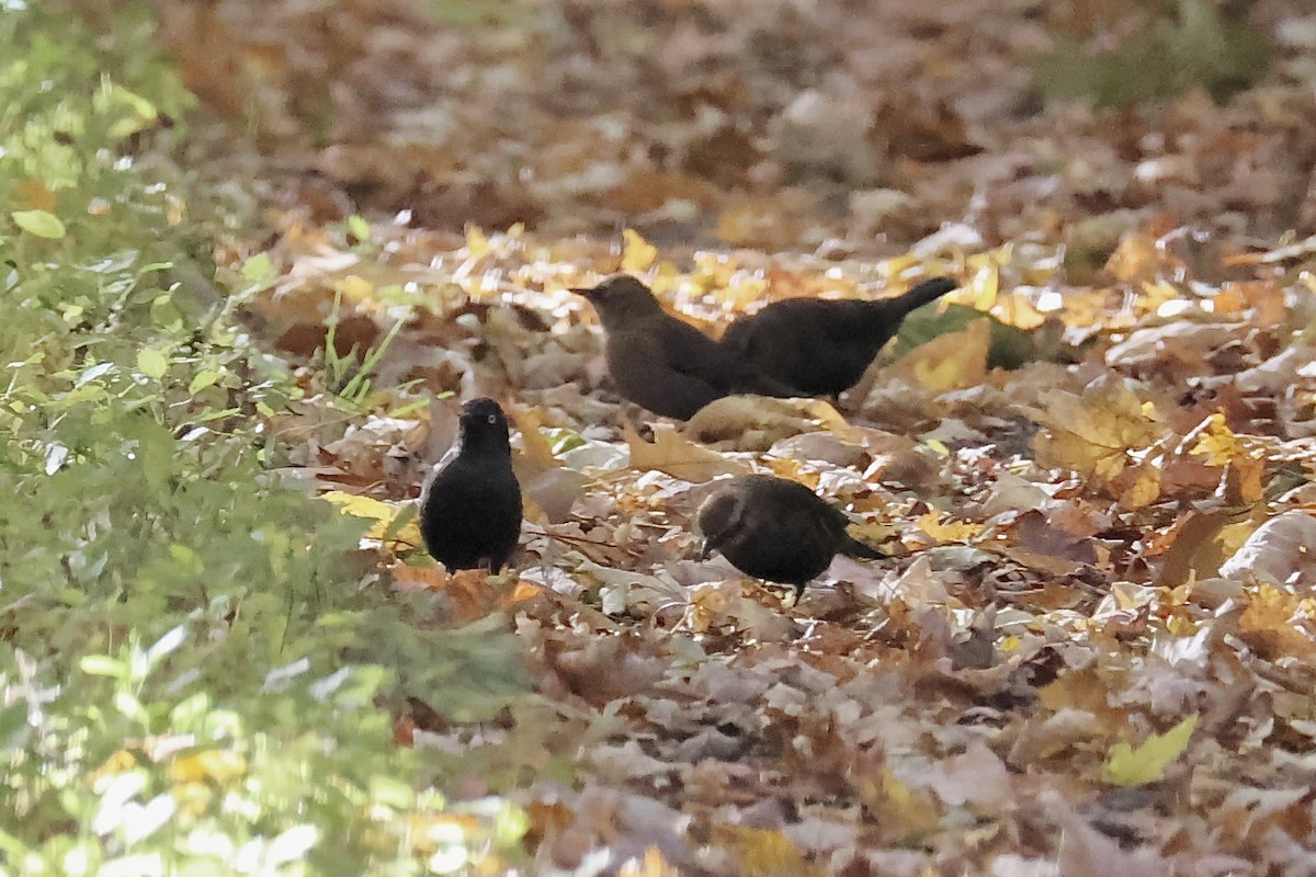 Rusty Blackbird - ML625151627