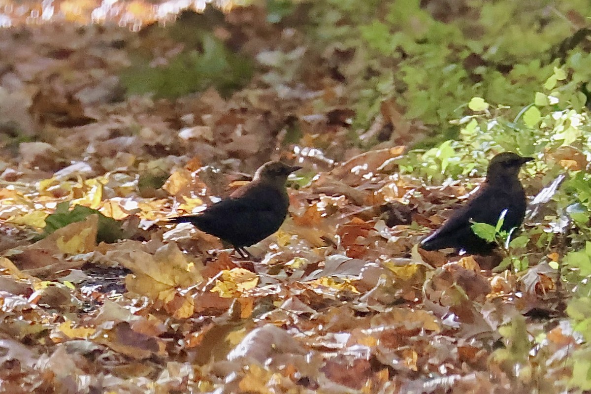 Rusty Blackbird - ML625151628