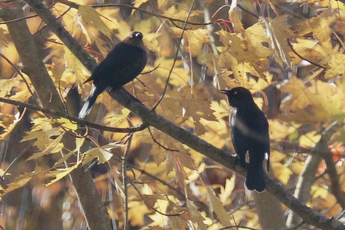 Rusty Blackbird - ML625151629