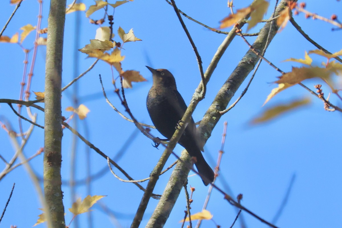 Rusty Blackbird - ML625151630