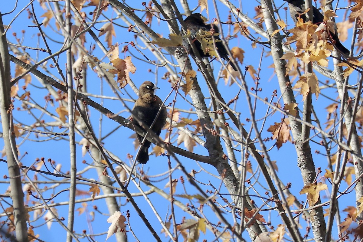 Rusty Blackbird - ML625151631