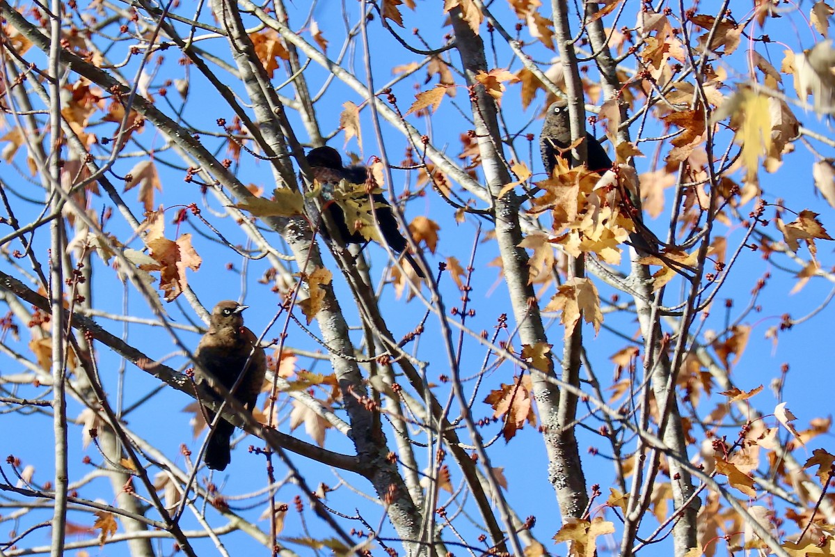 Rusty Blackbird - ML625151632