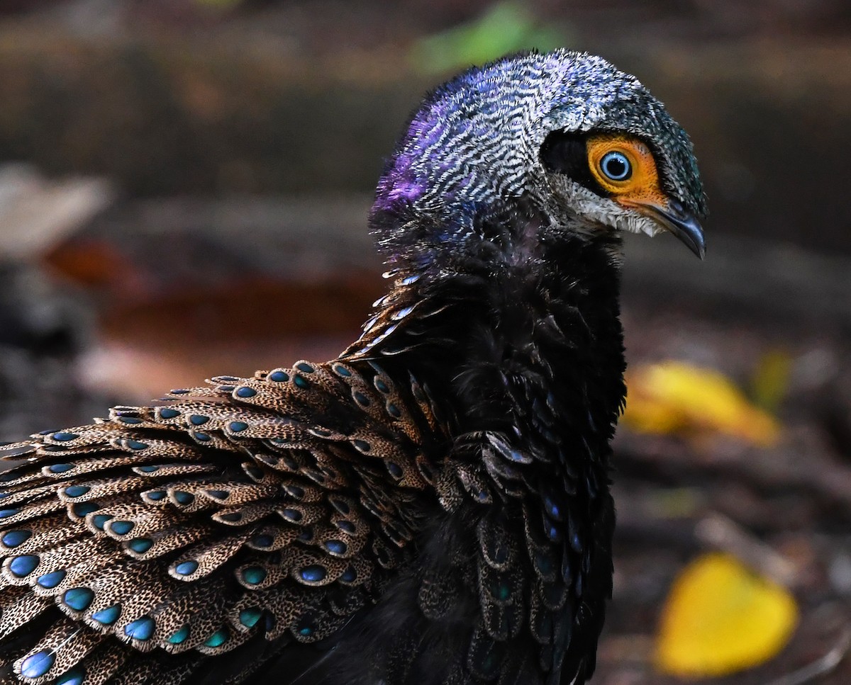 Bornean Peacock-Pheasant - ML625151637