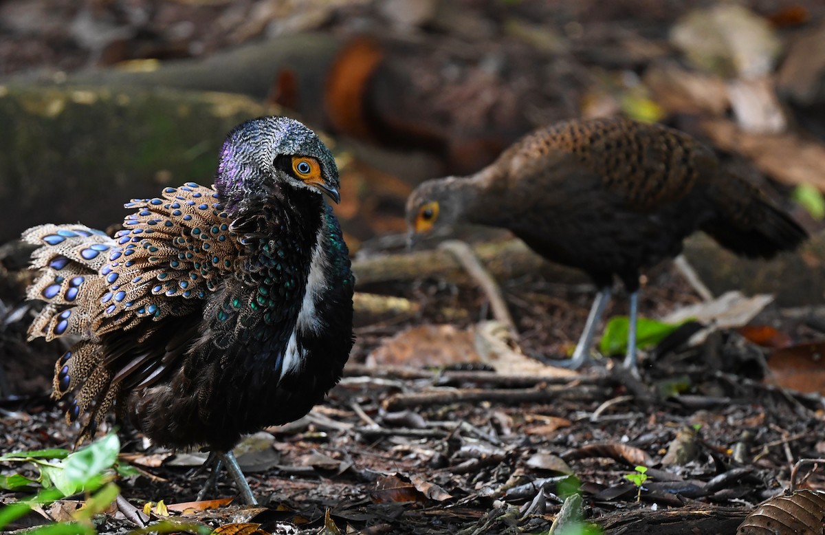 Bornean Peacock-Pheasant - ML625151638