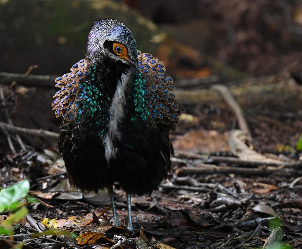 Bornean Peacock-Pheasant - ML625151647