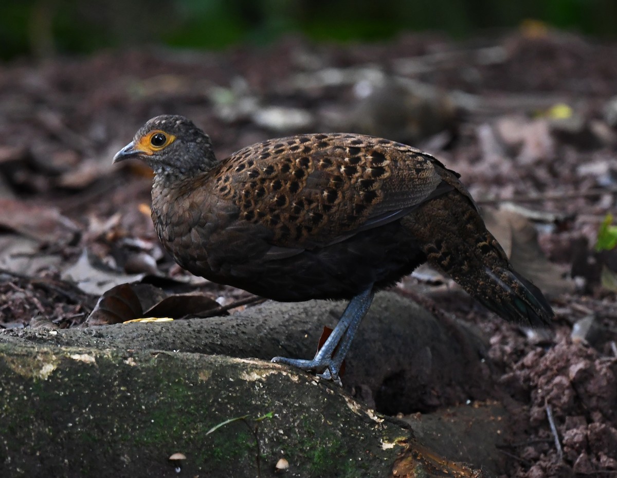 Bornean Peacock-Pheasant - Joshua Vandermeulen