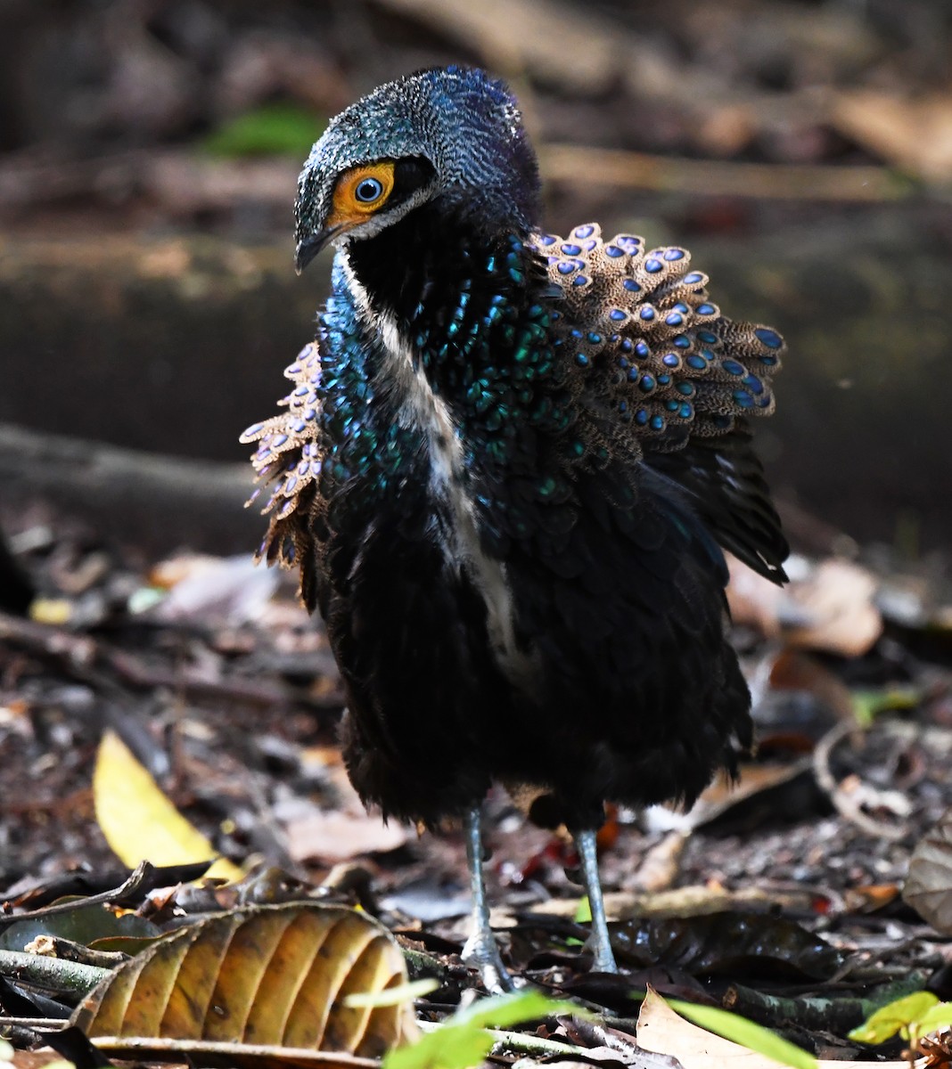 Bornean Peacock-Pheasant - ML625151652