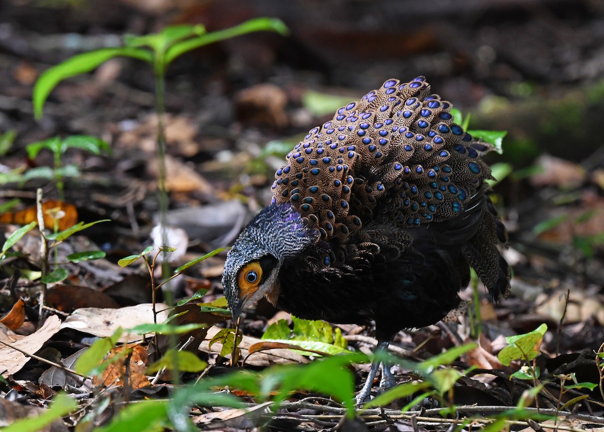 Bornean Peacock-Pheasant - Joshua Vandermeulen