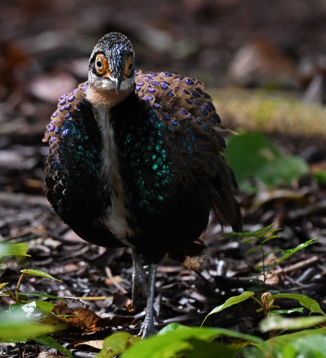 Bornean Peacock-Pheasant - ML625151657