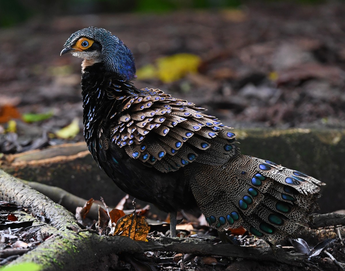 Bornean Peacock-Pheasant - ML625151658