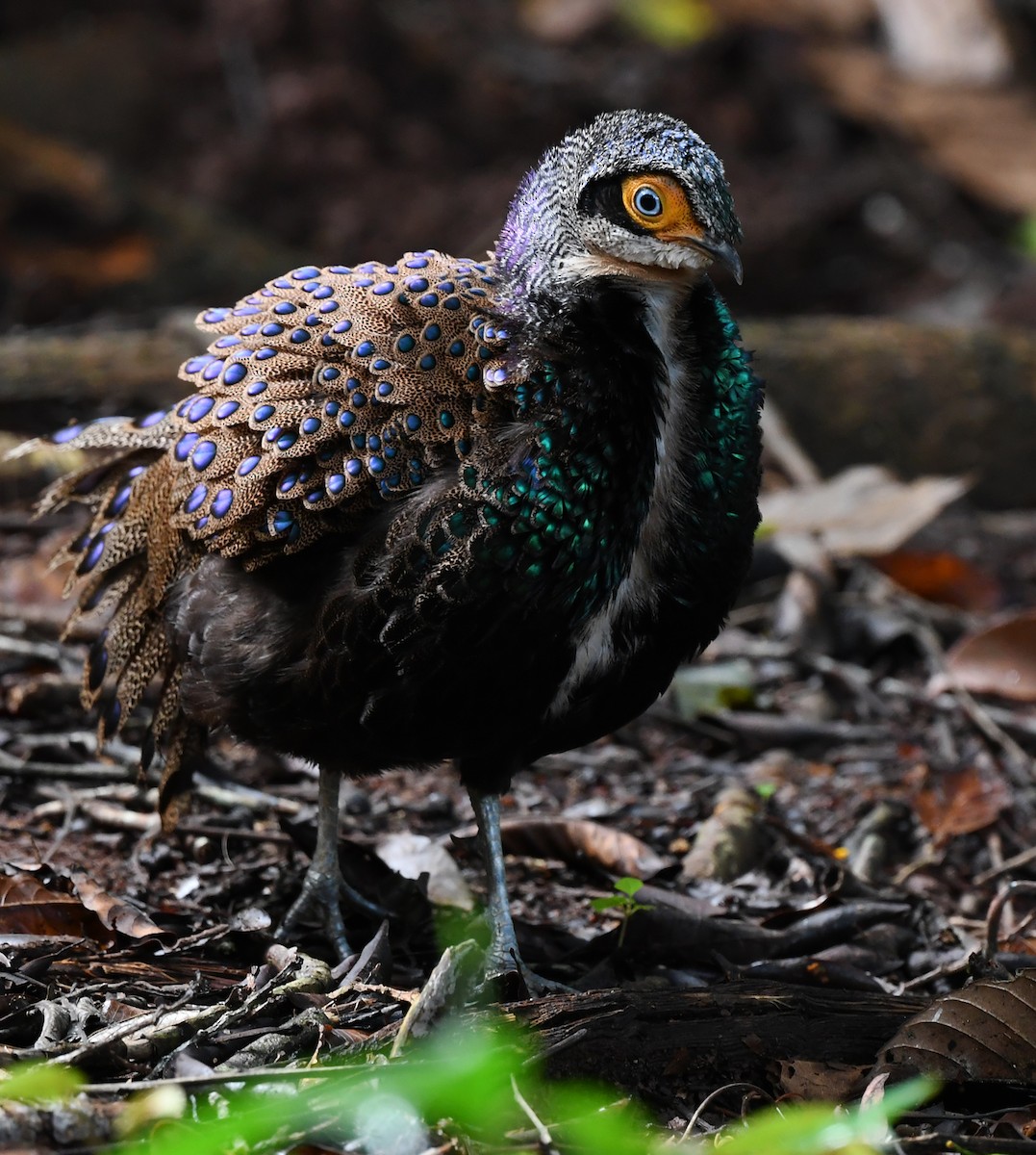 Bornean Peacock-Pheasant - ML625151659