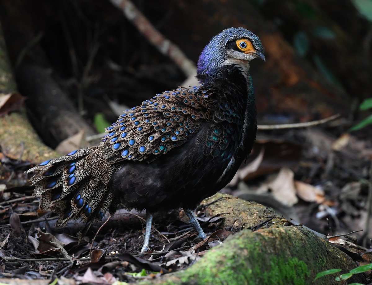 Bornean Peacock-Pheasant - ML625151660