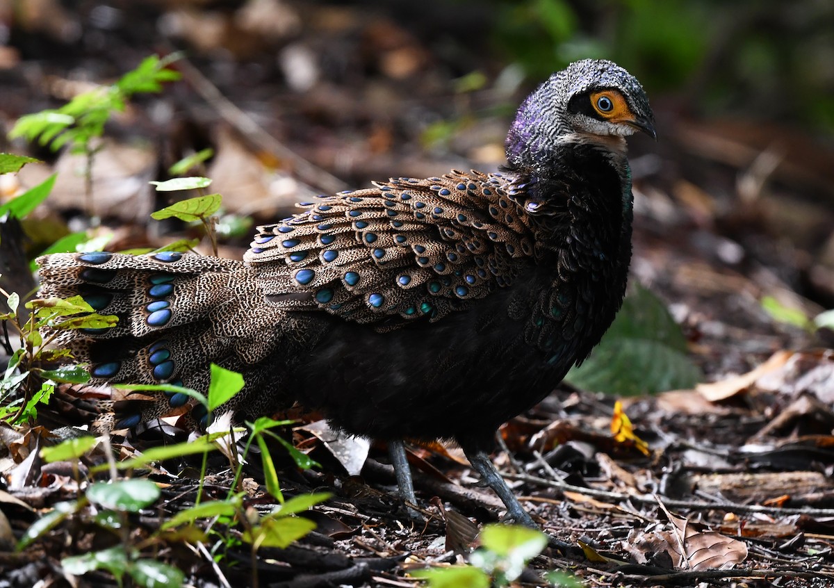 Bornean Peacock-Pheasant - ML625151661