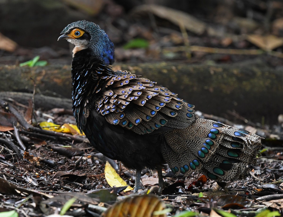 Bornean Peacock-Pheasant - ML625151662