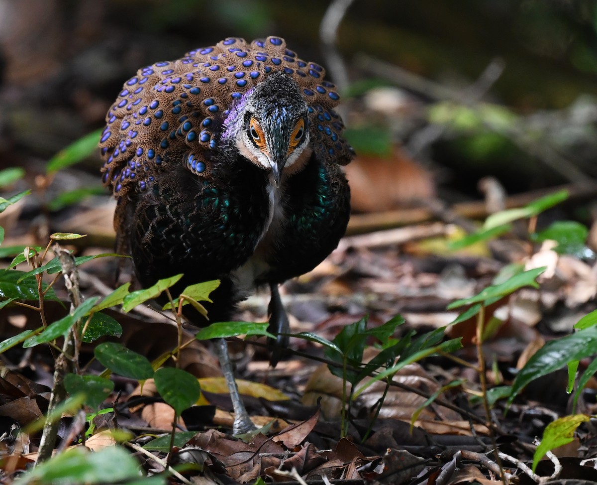 Bornean Peacock-Pheasant - ML625151663