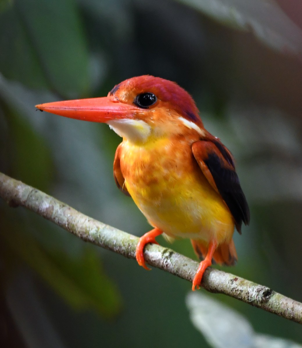 Rufous-backed Dwarf-Kingfisher - Joshua Vandermeulen