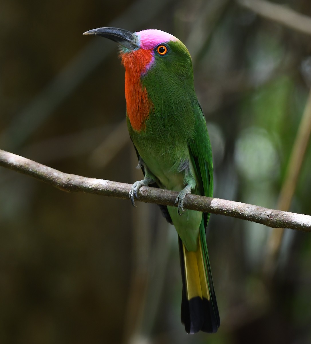 Red-bearded Bee-eater - ML625151669