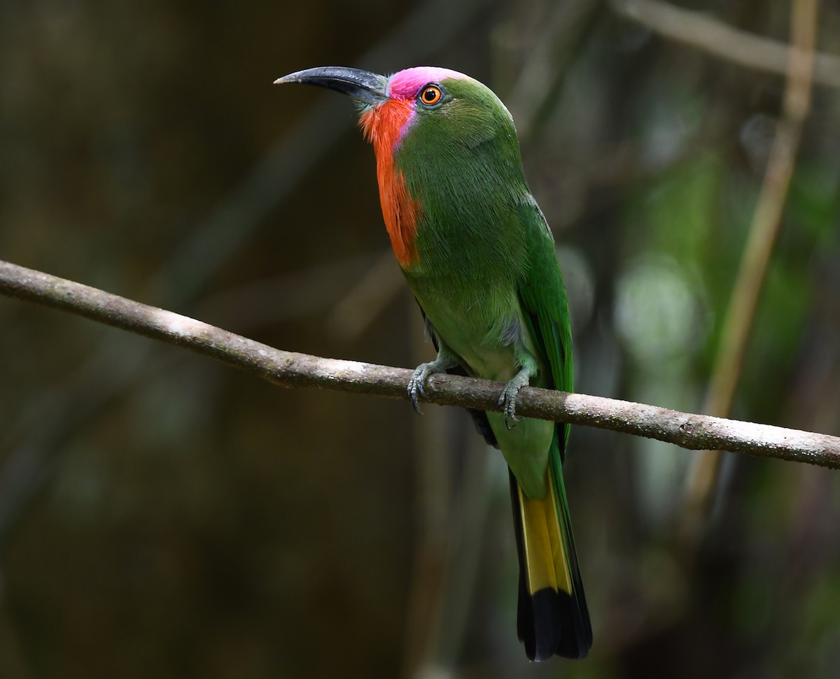 Red-bearded Bee-eater - ML625151670