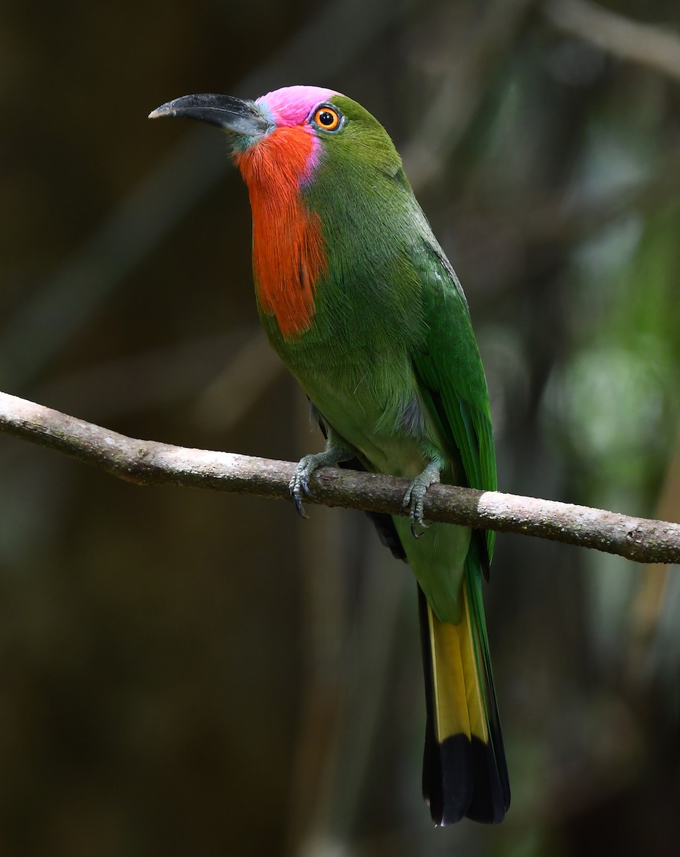 Red-bearded Bee-eater - ML625151671