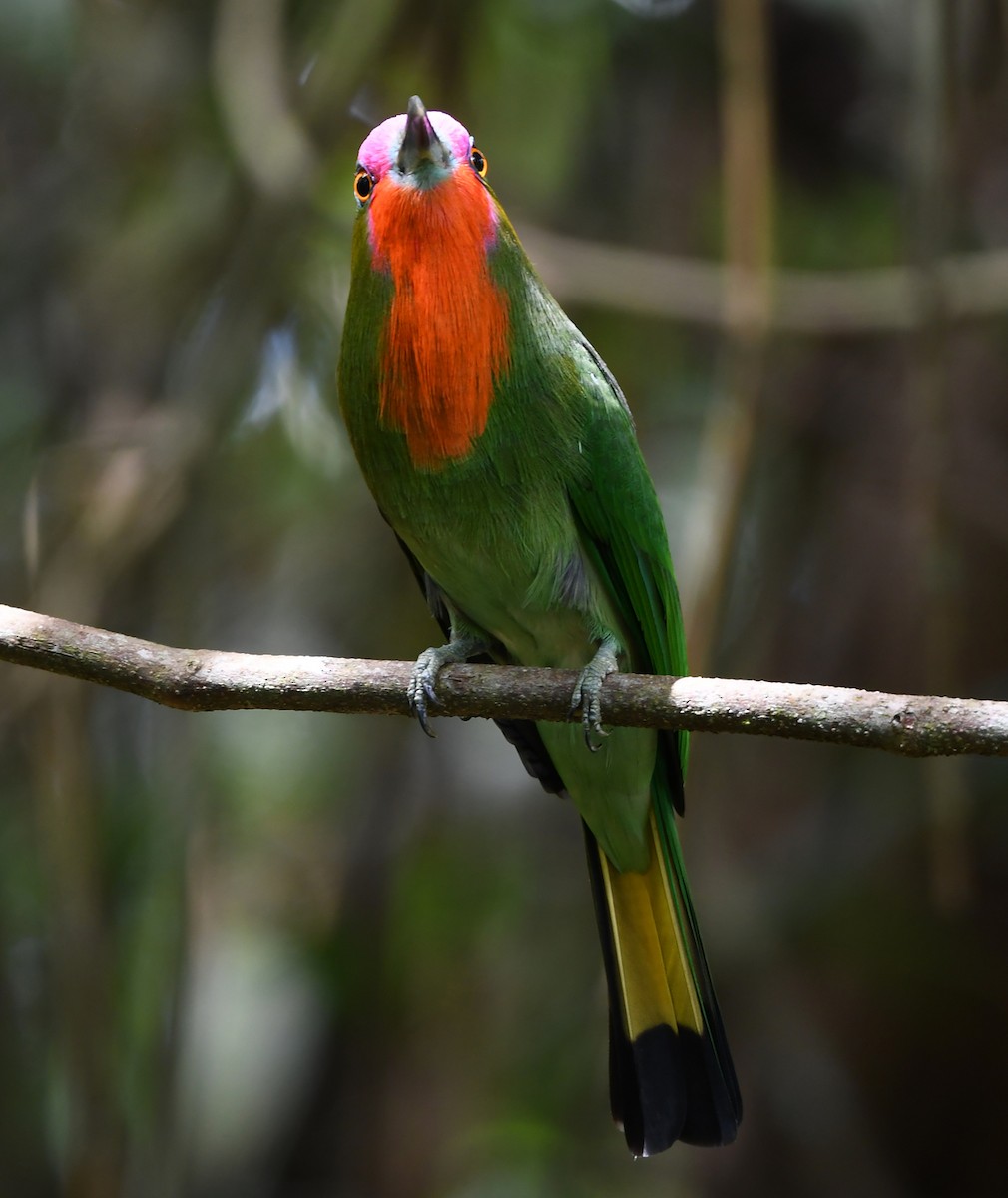 Red-bearded Bee-eater - ML625151672