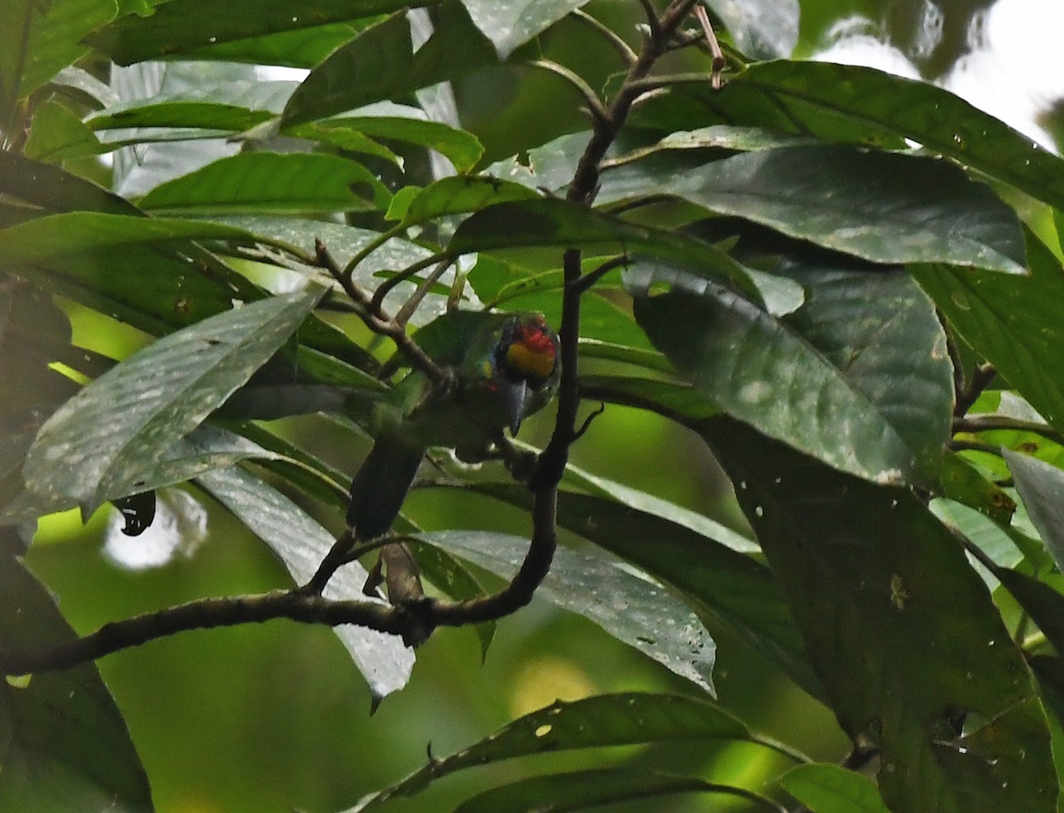 Red-throated Barbet - ML625151677