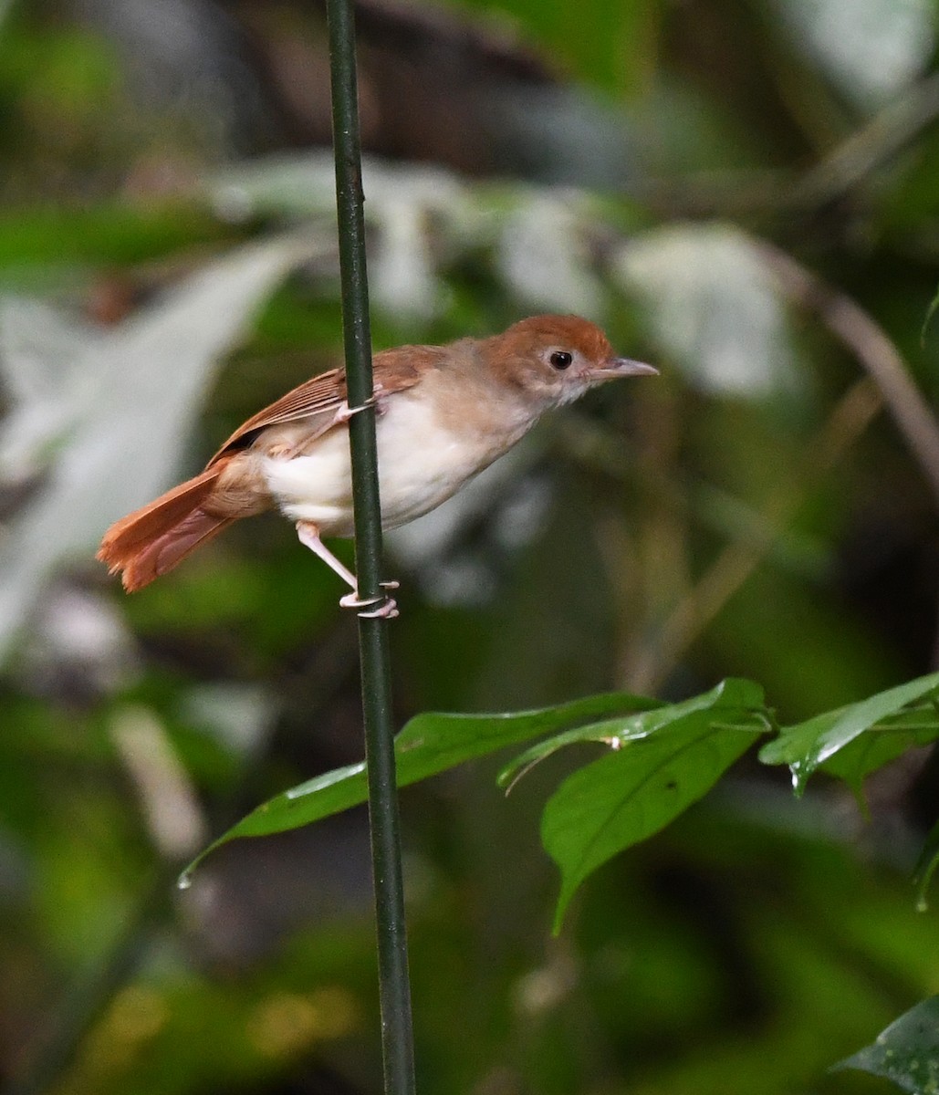 Ferruginous Babbler - ML625151685