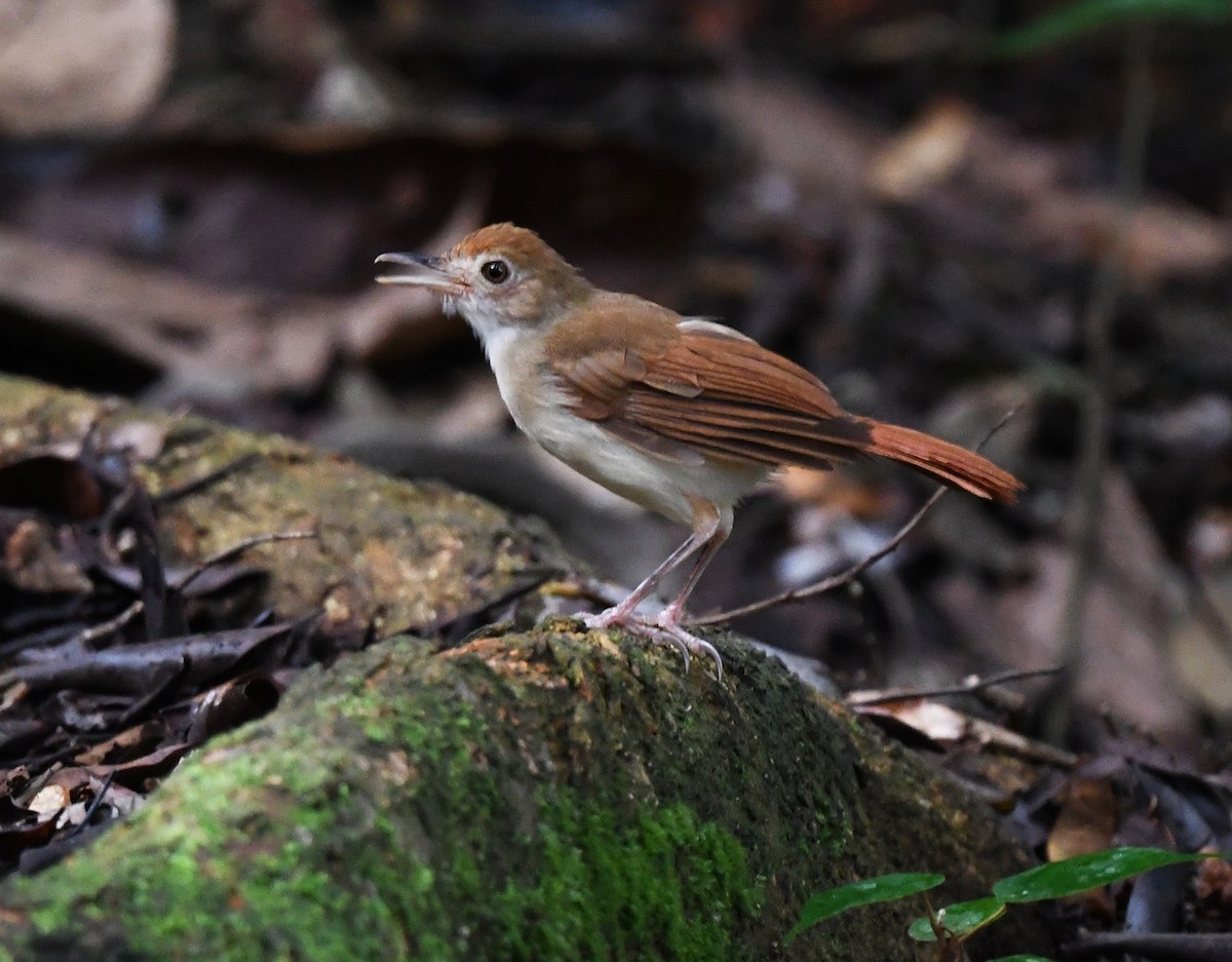 Ferruginous Babbler - ML625151686