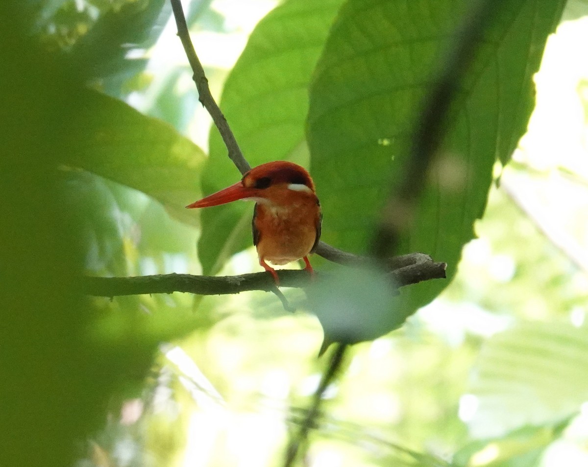 Black-backed Dwarf-Kingfisher - ML625151698