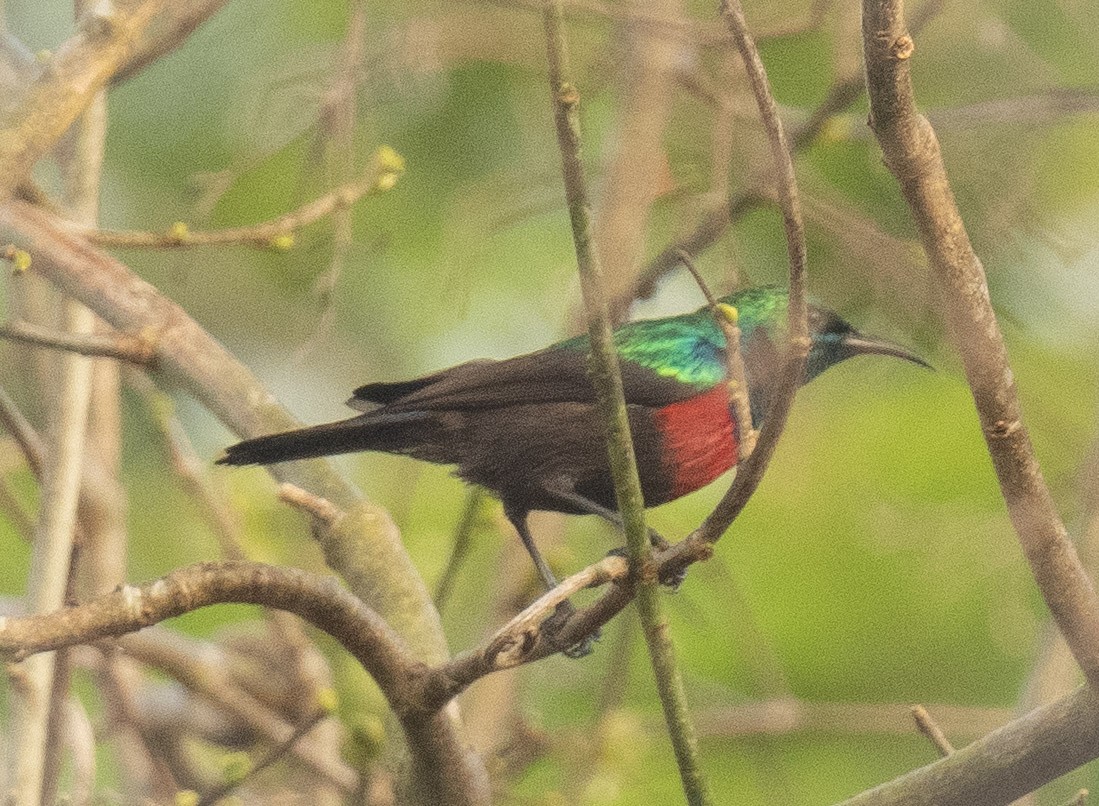 Neergaard's Sunbird - ML625151712