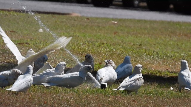 Little Corella - ML625151713